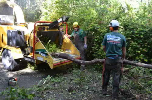 tree services Stratford